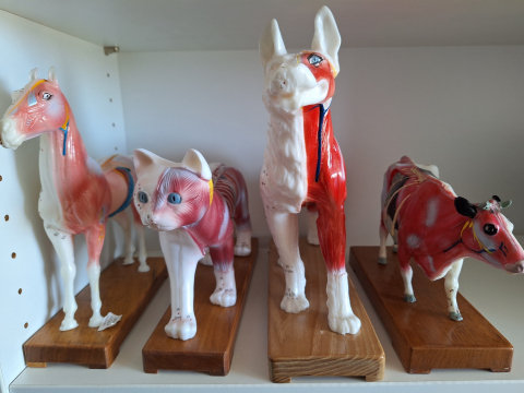 Veterinärmedizin