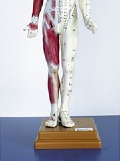 Große männliche Akupunkturfigur, ca. 82 cm