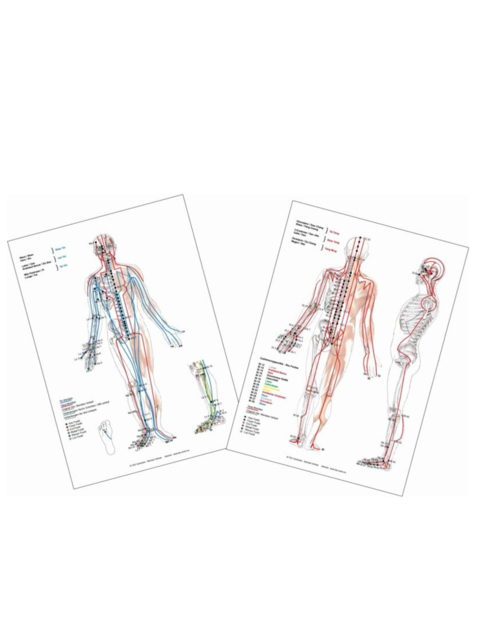 Set Plakat Meridiane Dorsal + Plakat Meridiane Ventral DIN A2