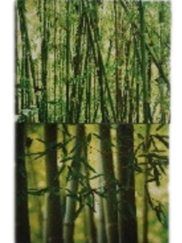 Zwei Bambus Wandbilder am Keilrahmen, ca. 50 x 40cm