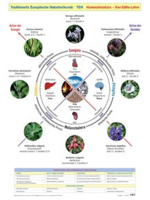 Wandtafel Traditionelle Europäische Naturheilkunde TEN