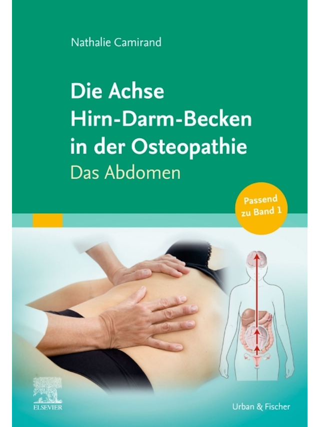 Die Achse Hirn-Darm-Becken in der Osgeopathie. Das Abdomen