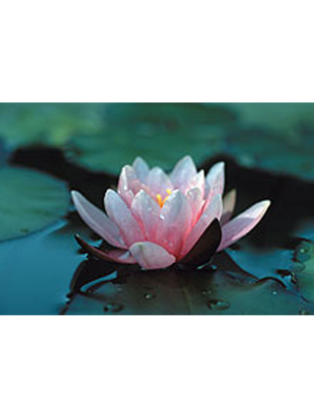 Kunstdruck Seerose, ca. 44 x 32 cm