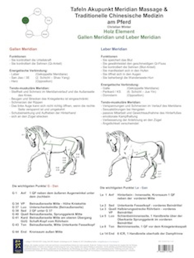 Holz Element. Gallen und Leber Meridian