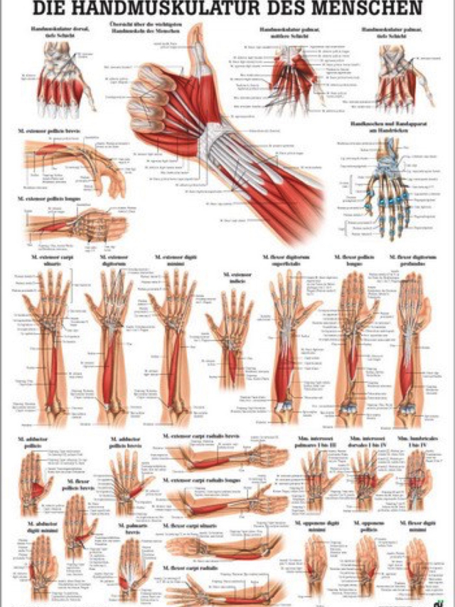 Mini-Poster - Muskulatur von der Hand