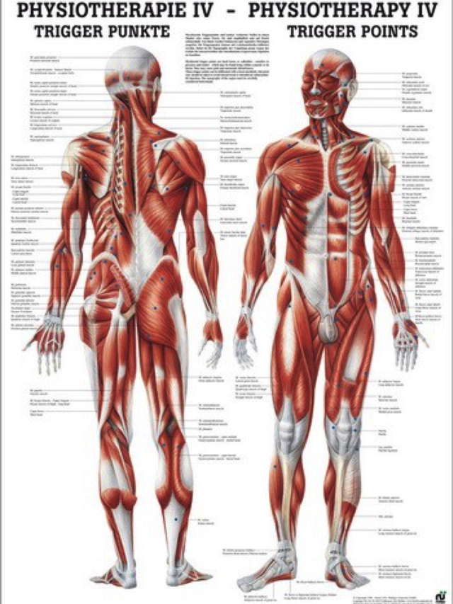 Mini-Poster - Physiotherapie 4 - Trigger Punkte
